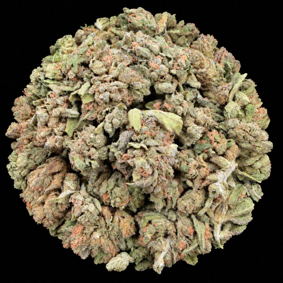 Lobster OG THCA Flower - Lost In Translation