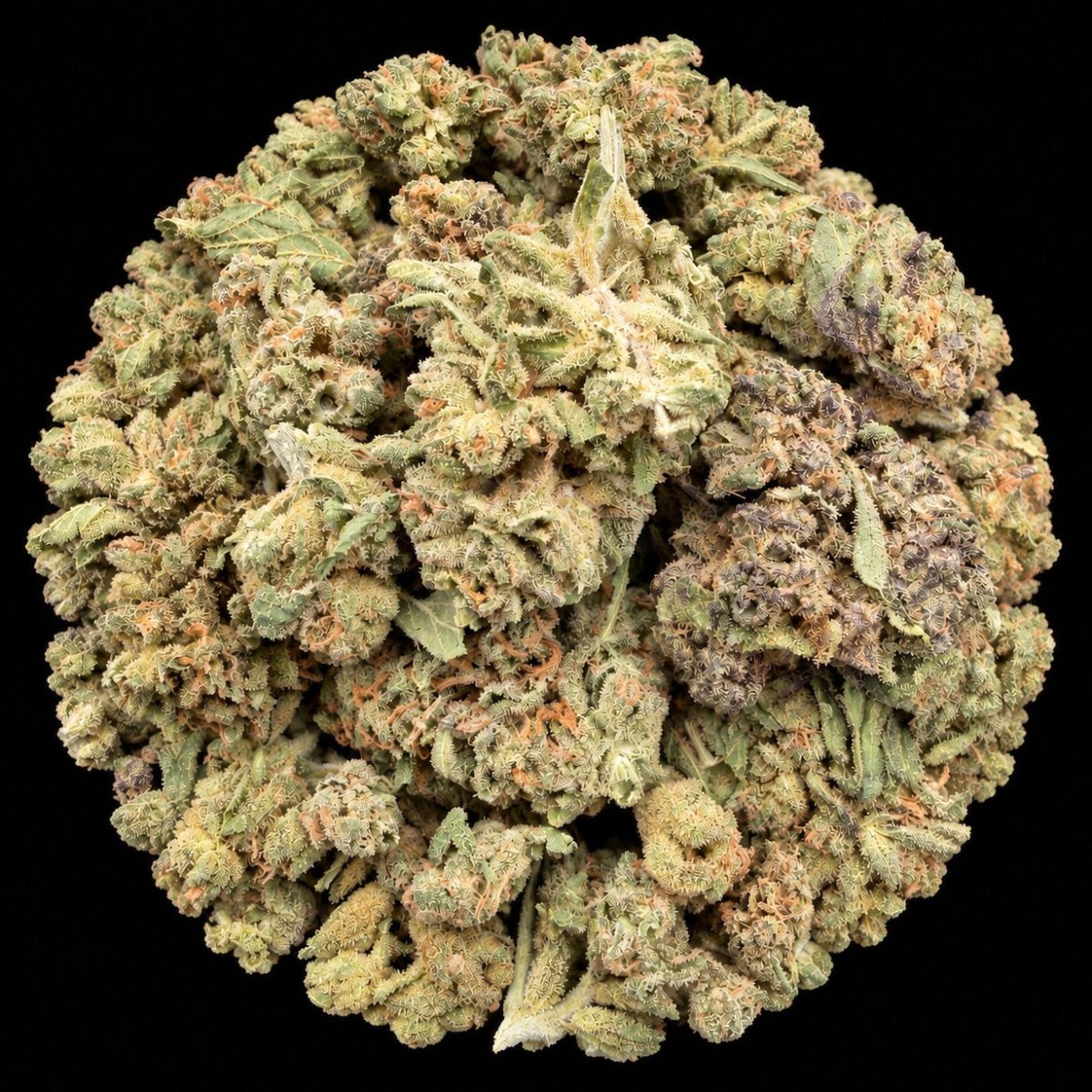 French Runtz THCA Flower - Lost In Translation