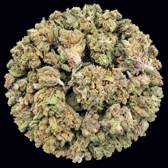 Purple Punch THCA Flower - Lost In Translation