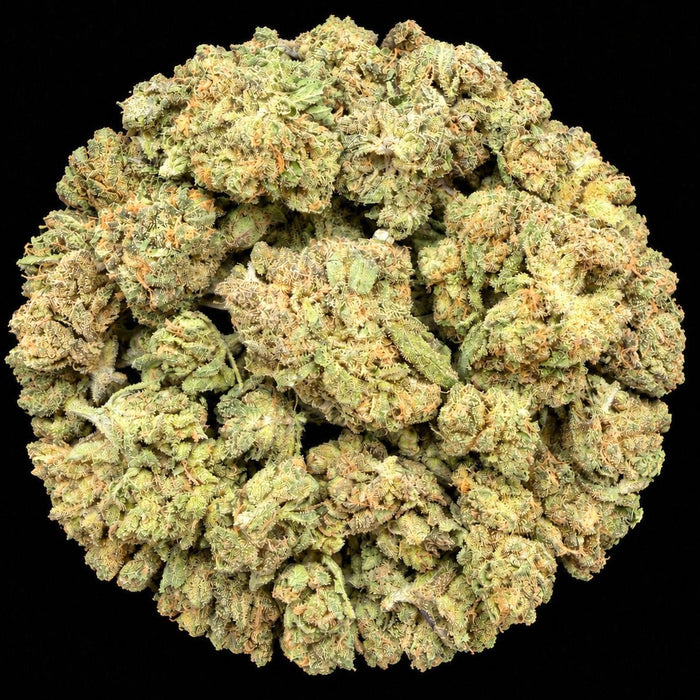 Temptation THCA Flower - Lost In Translation