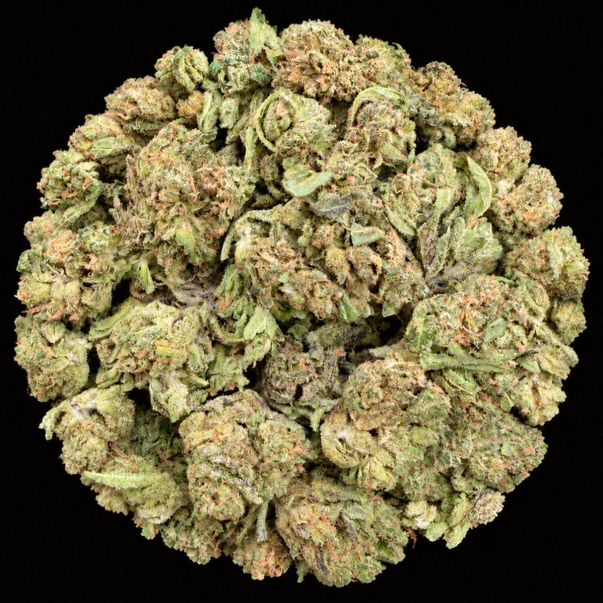 Grease Monkey THCA Flower - Lost In Translation