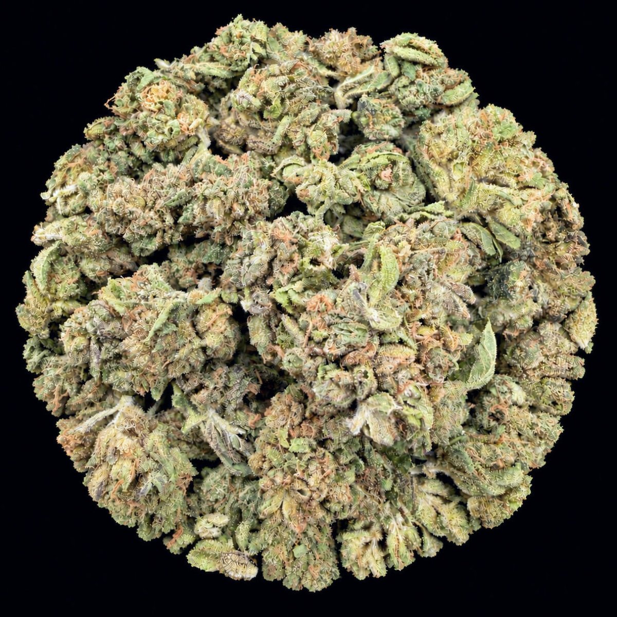 Chrome Dome THCA Flower - Lost In Translation