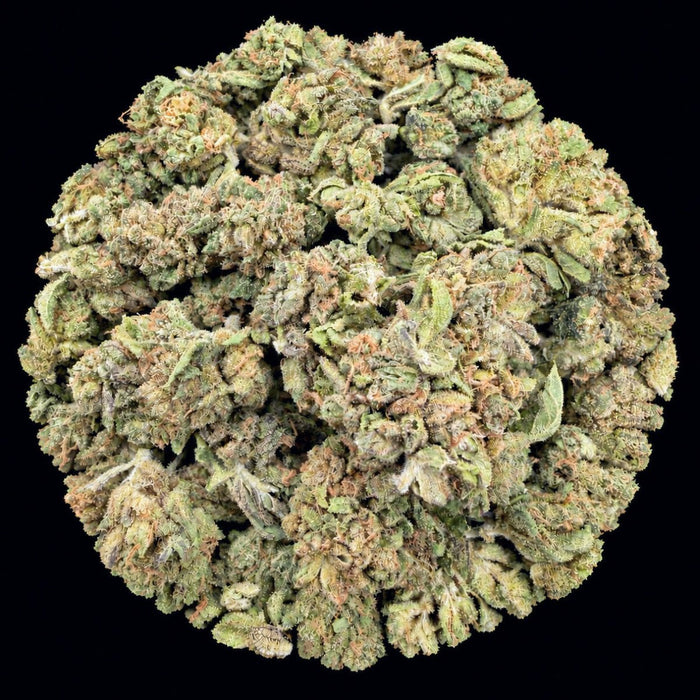 Chrome Dome THCA Flower - Lost In Translation