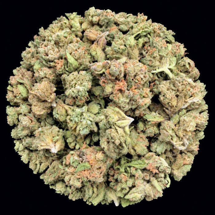 Horchata THCA Flower - Lost In Translation