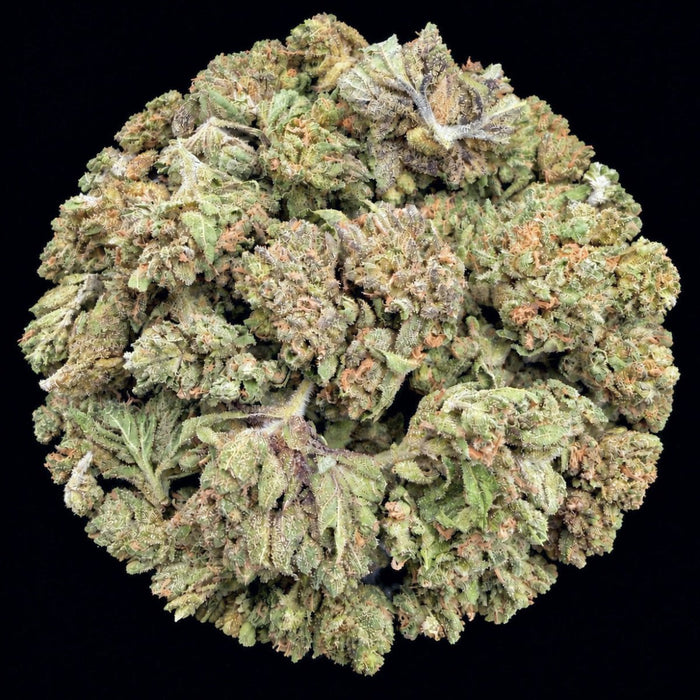 Pluto 85 THCA Flower - Lost In Translation