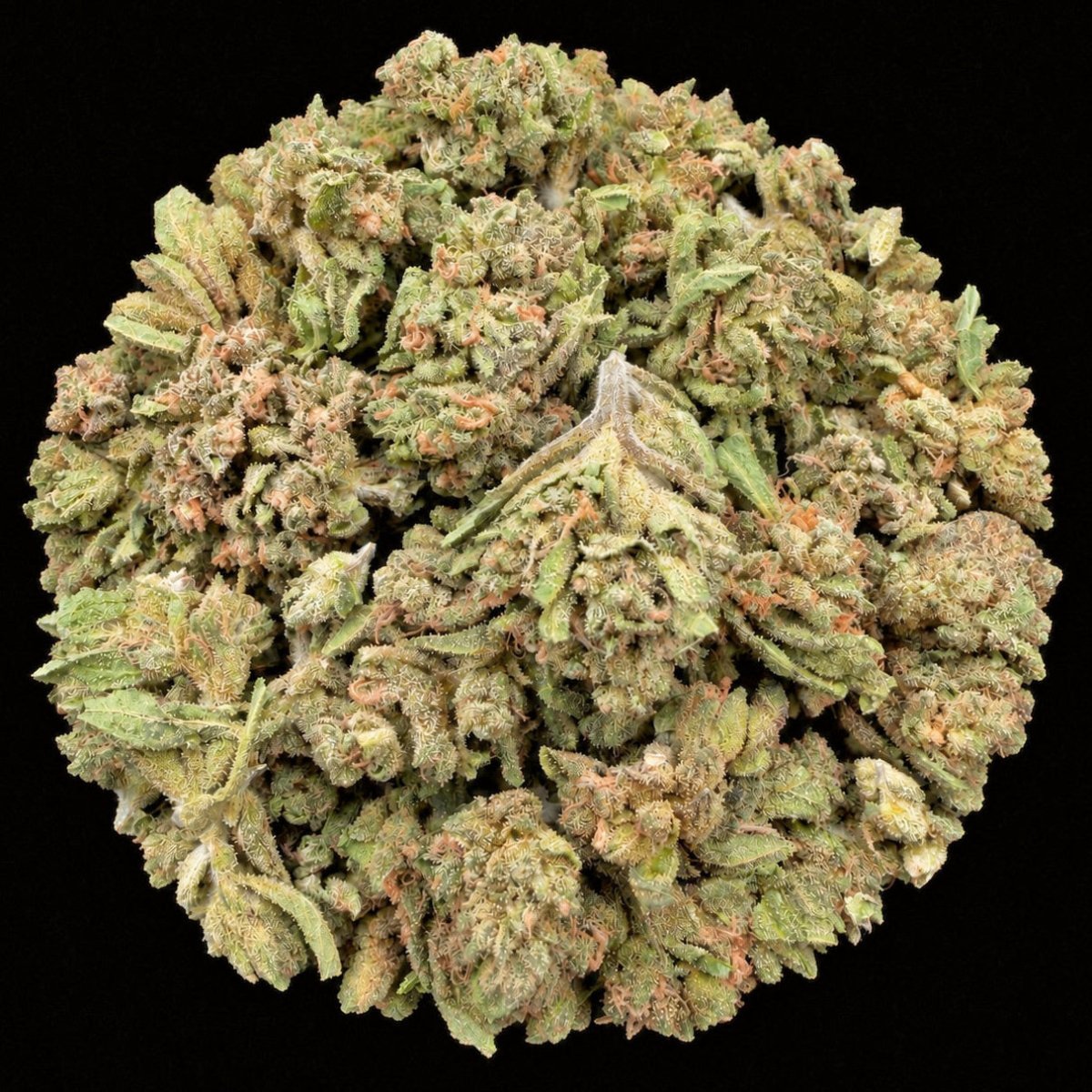 Greaseberries THCA Flower - Lost In Translation