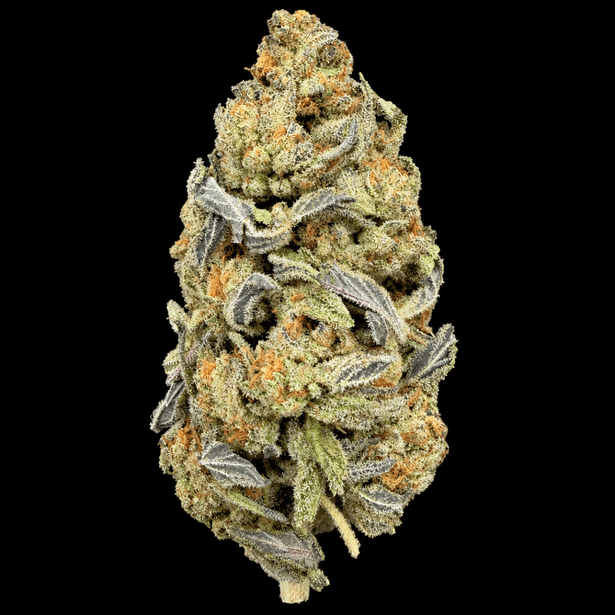 Gelato THCA Flower - Lost In Translation