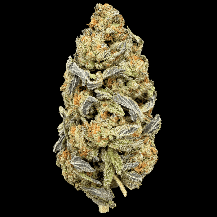 Gelato THCA Flower - Lost In Translation