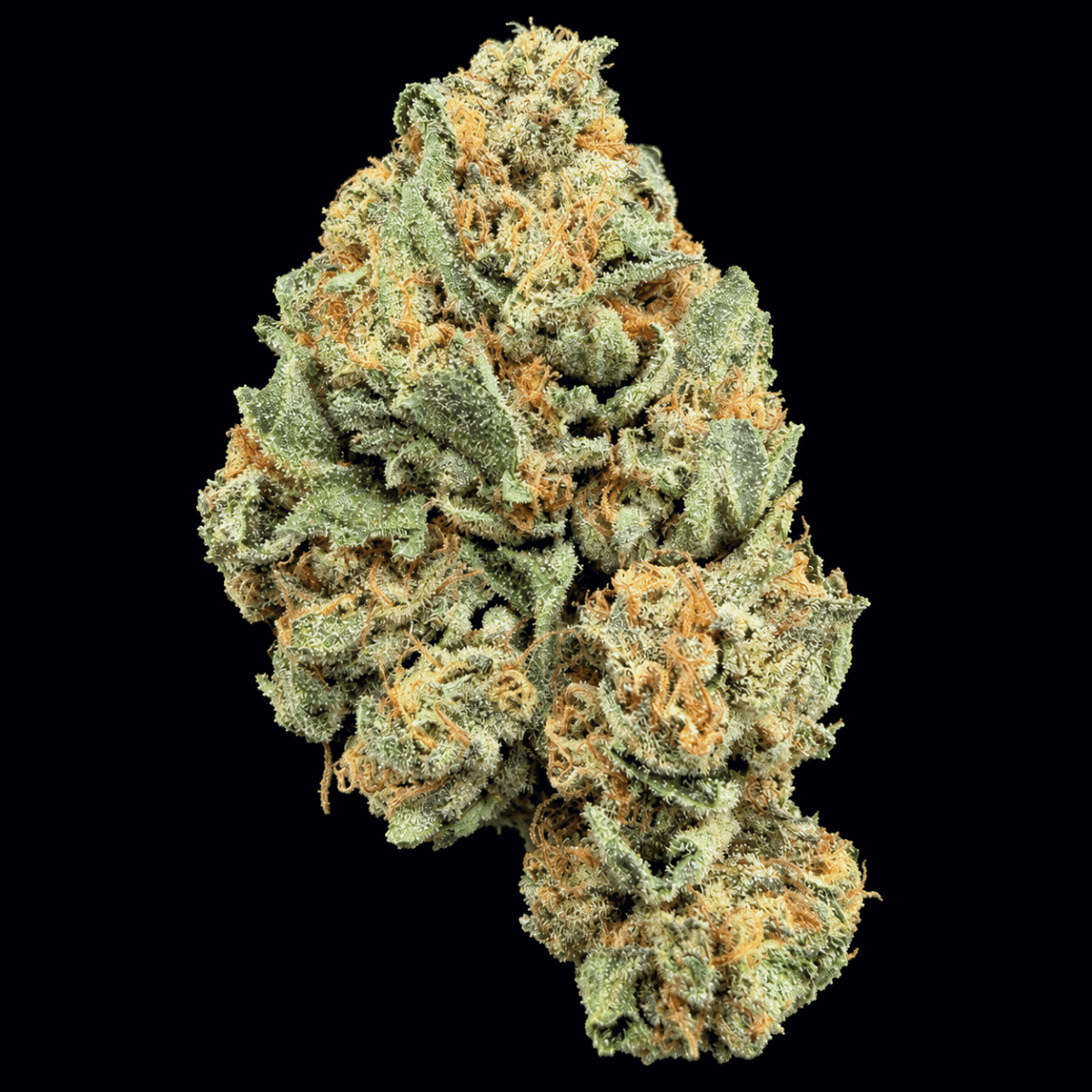 Cream Smoothie THCA Flower - Lost In Translation