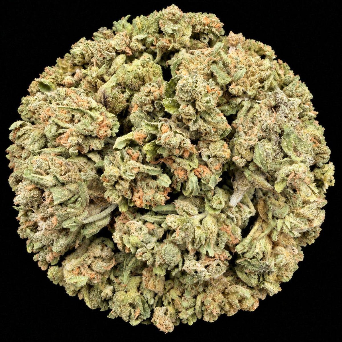 Wingsuit THCA Flower - Lost In Translation