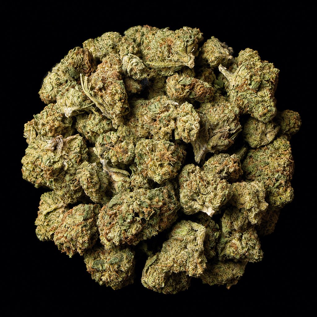 Gelato King THCA Flower - Lost In Translation