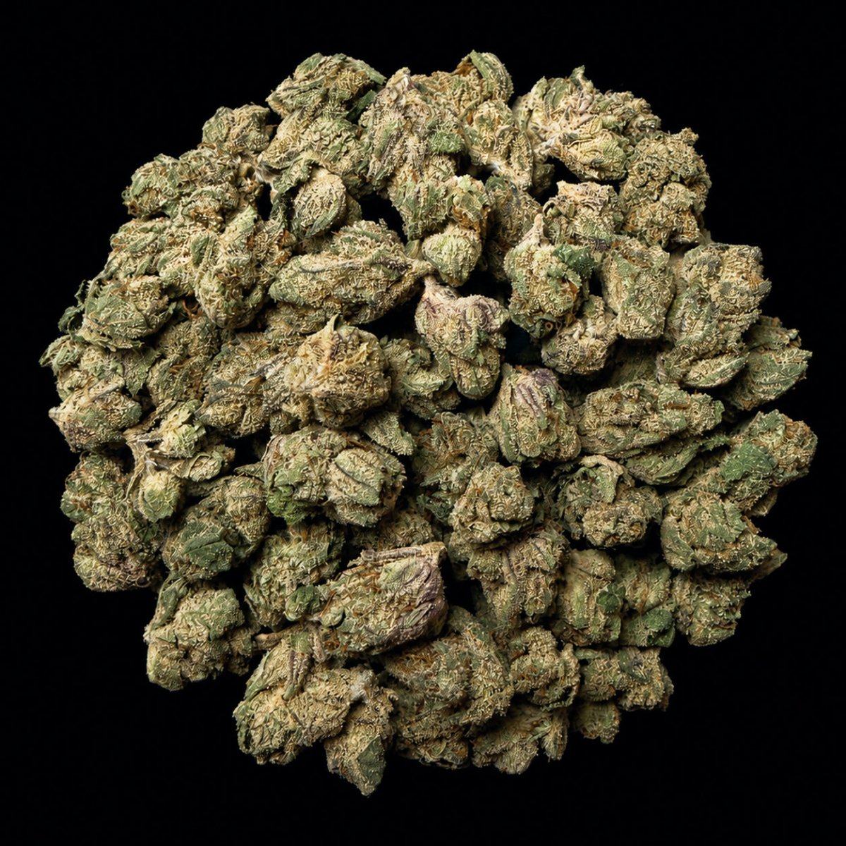Blue Zushi THCA Flower - Lost In Translation