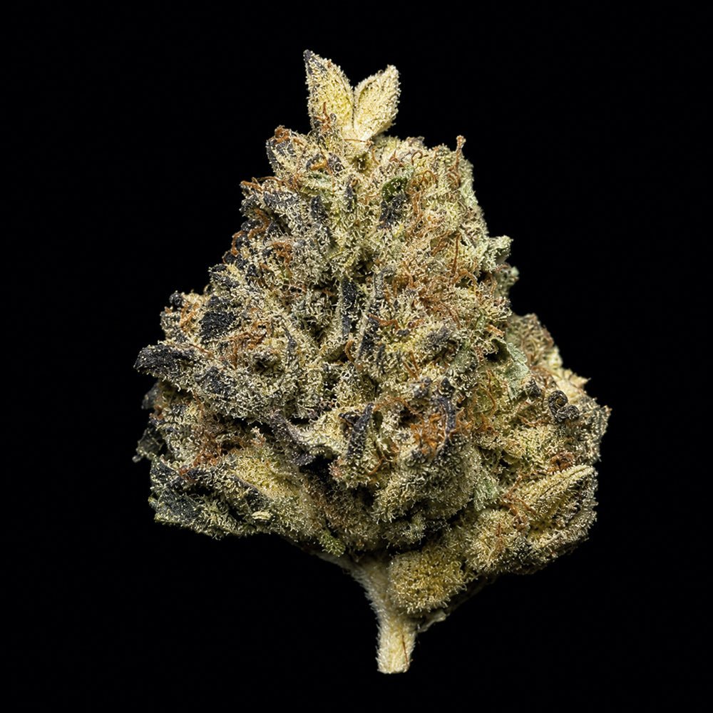 Pluto 85 THCA Flower - Lost In Translation