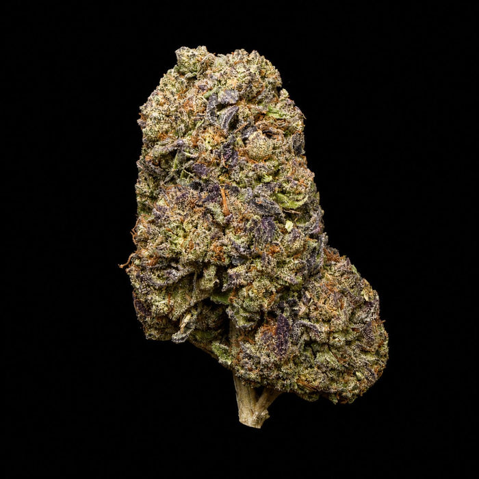 Biscotti THCA Flower - Lost In Translation