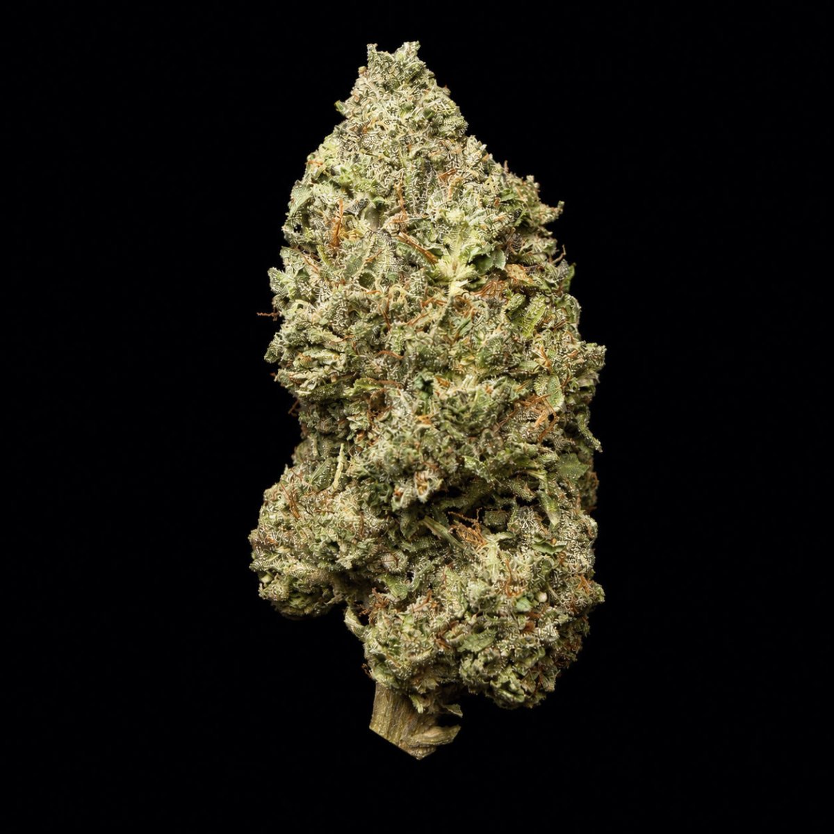 Double Runtz THCA Flower - Lost In Translation