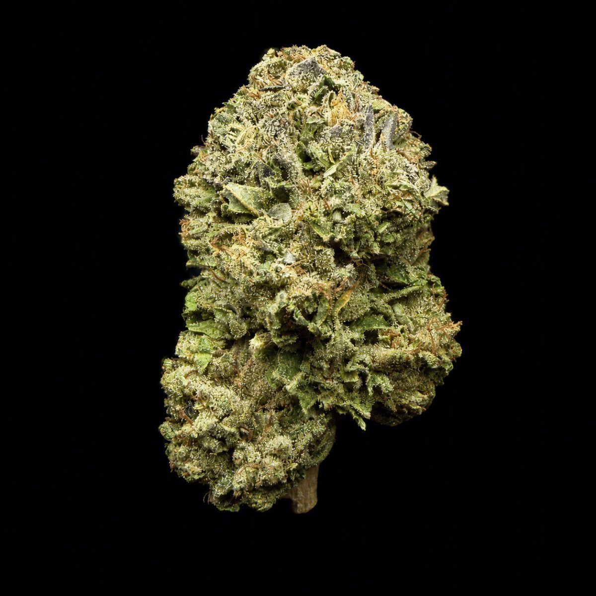 Grape Candy THCA Flower - Lost In Translation