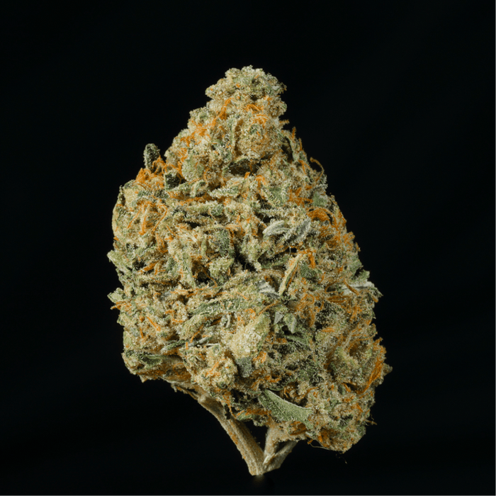 Amaretto Mintz THCA Flower - Lost In Translation