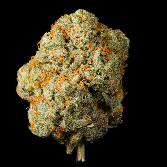 Orange Runtz THCA Flower - Lost In Translation