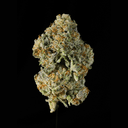 Apple Fritter THCA Flower - Lost In Translation