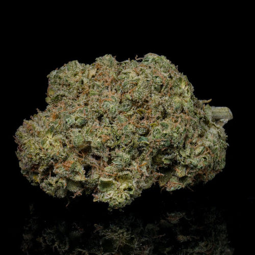 Baccio Gelato THCA Flower