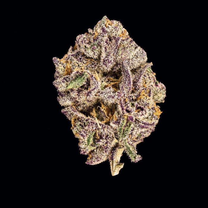 Bangkok Purple THCA Flower - Lost In Translation