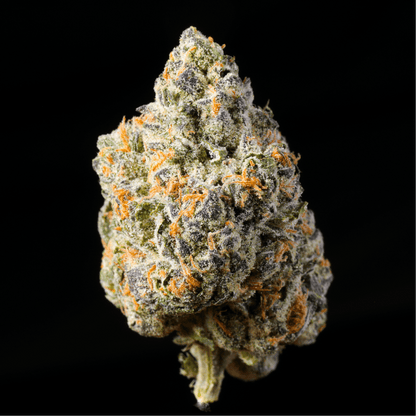 Berries and Cream THCA Flower - Lost In Translation