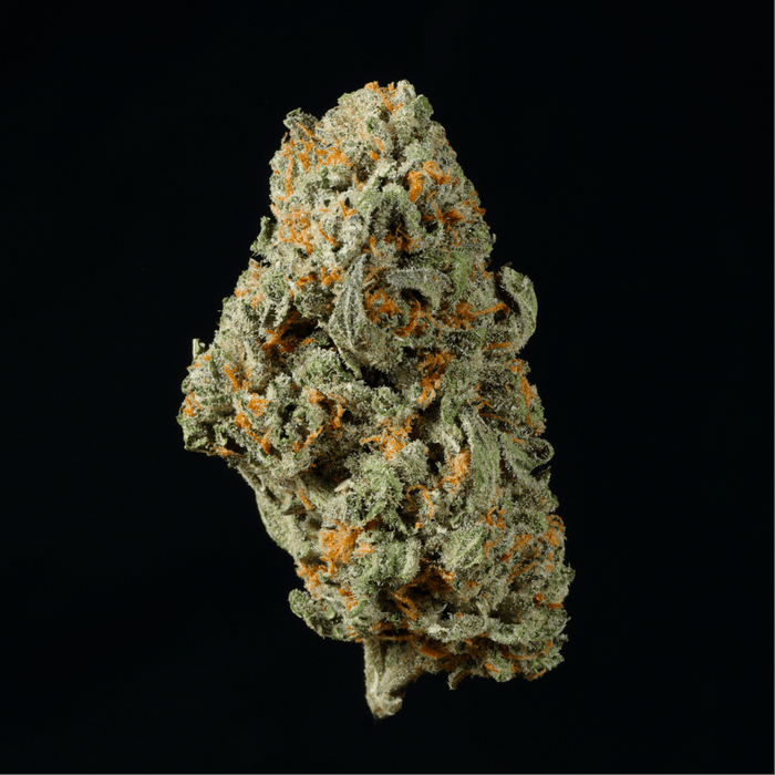 Black Truffle THCA Flower - Lost In Translation