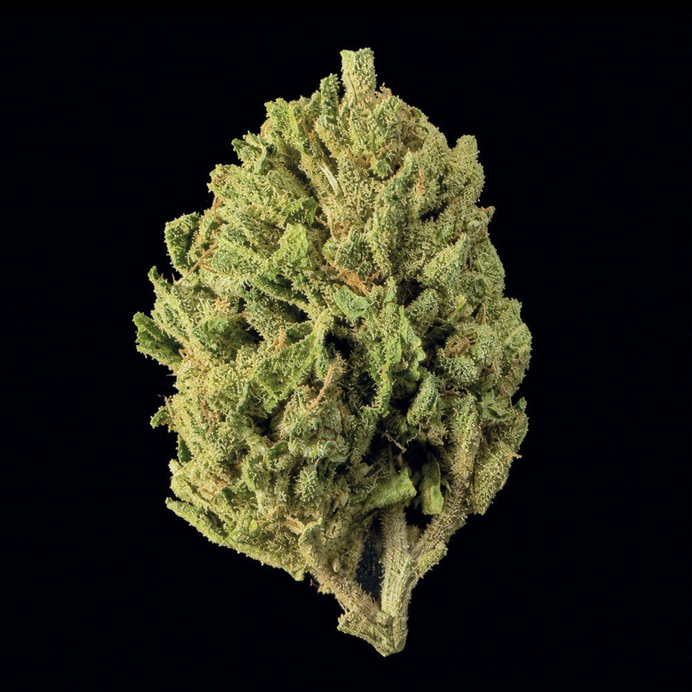 Blue Dream THCA Flower - Lost In Translation