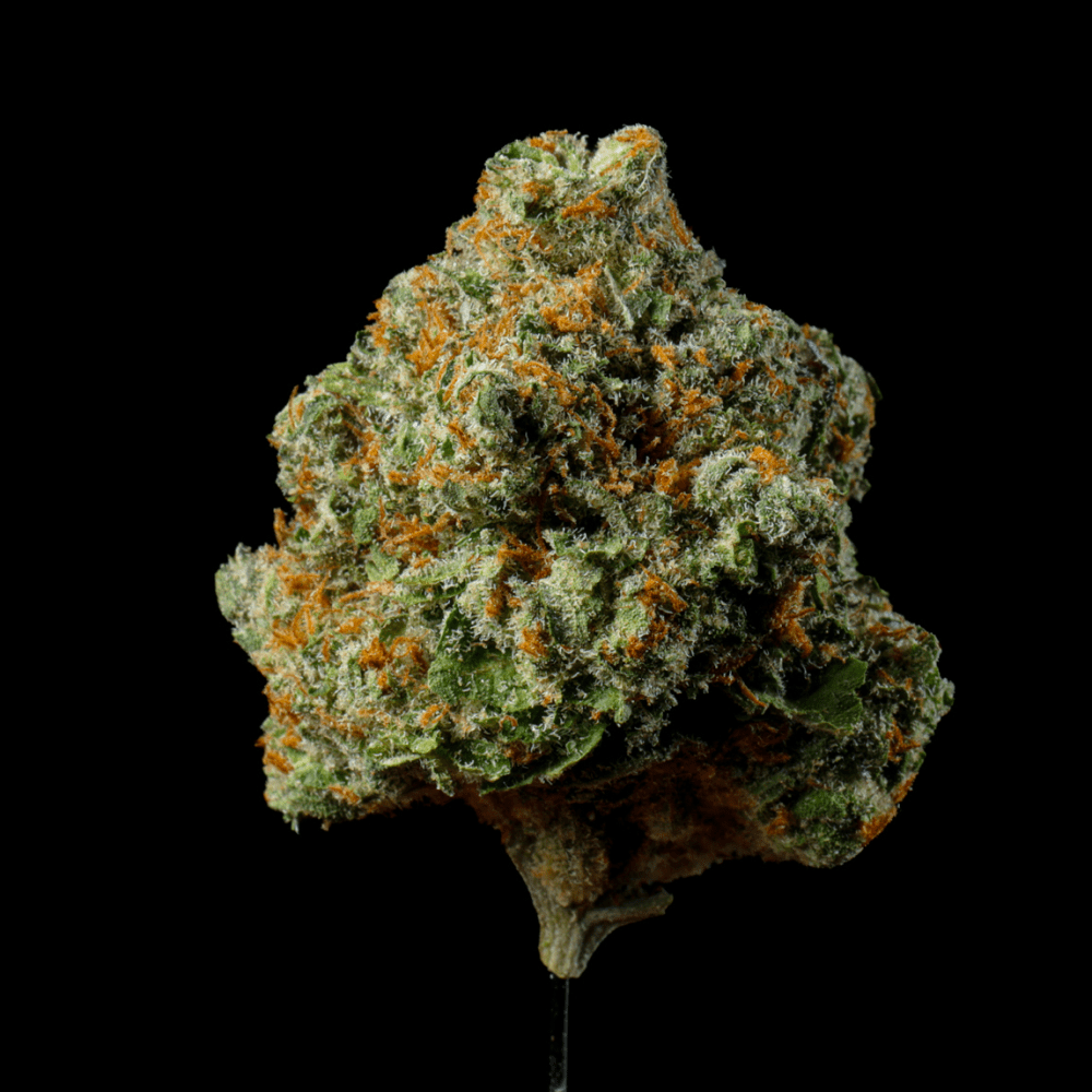 Bubble Bath THCA Flower - Lost In Translation