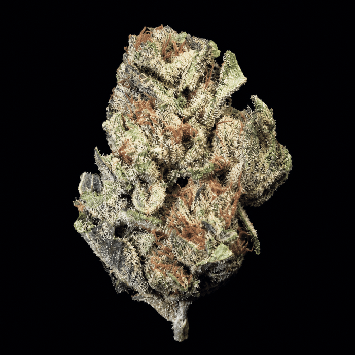 Bubble Belts THCA Flower - Lost In Translation