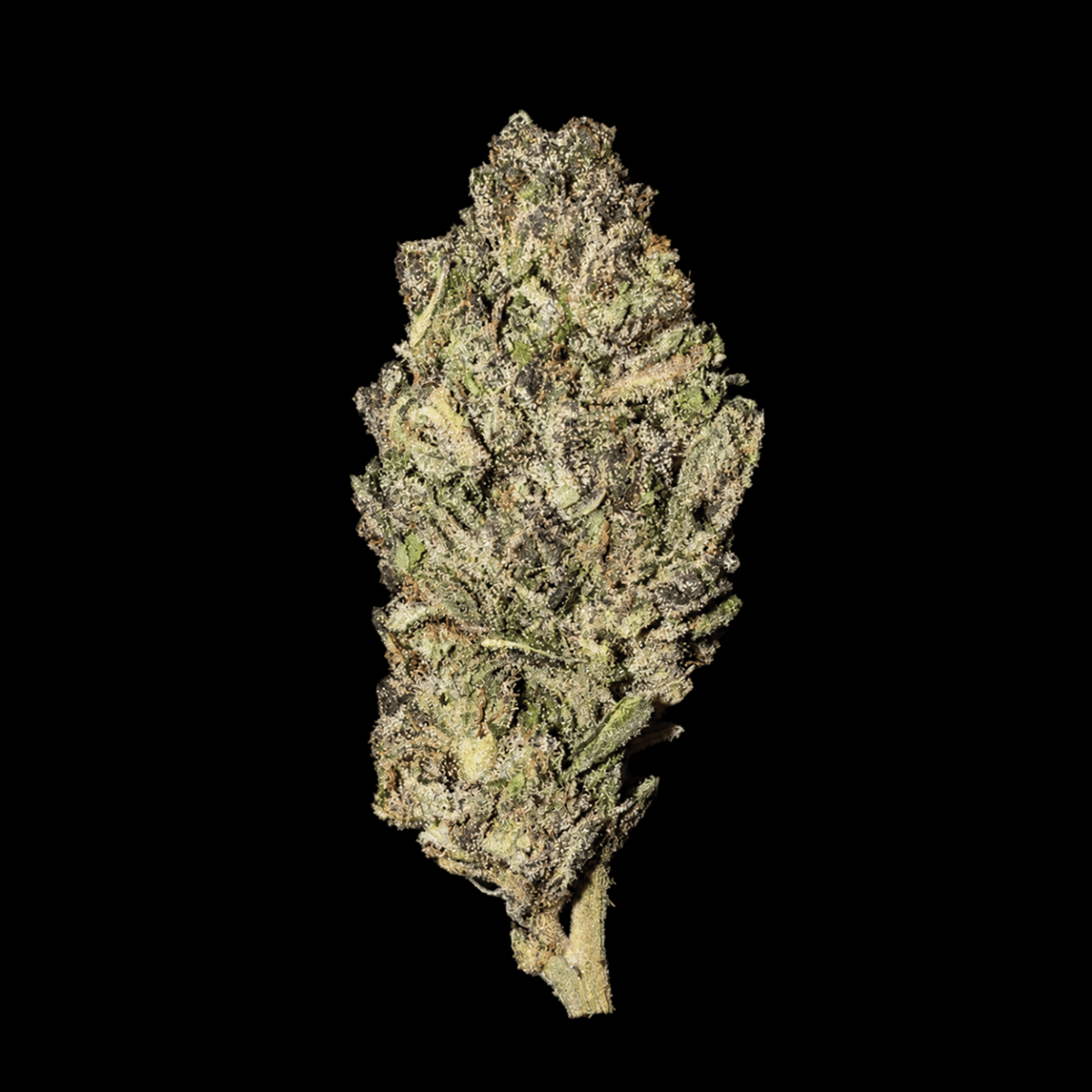 Jealousy THCA Flower - Lost In Translation