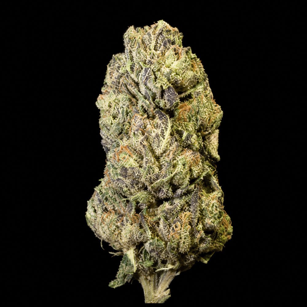 Candi Paint THCA Flower - Lost In Translation