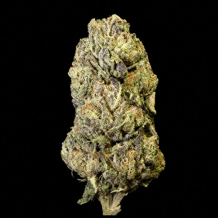 Candi Paint THCA Flower - Lost In Translation