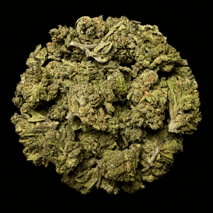 Runtz OG THCA Flower - Lost In Translation