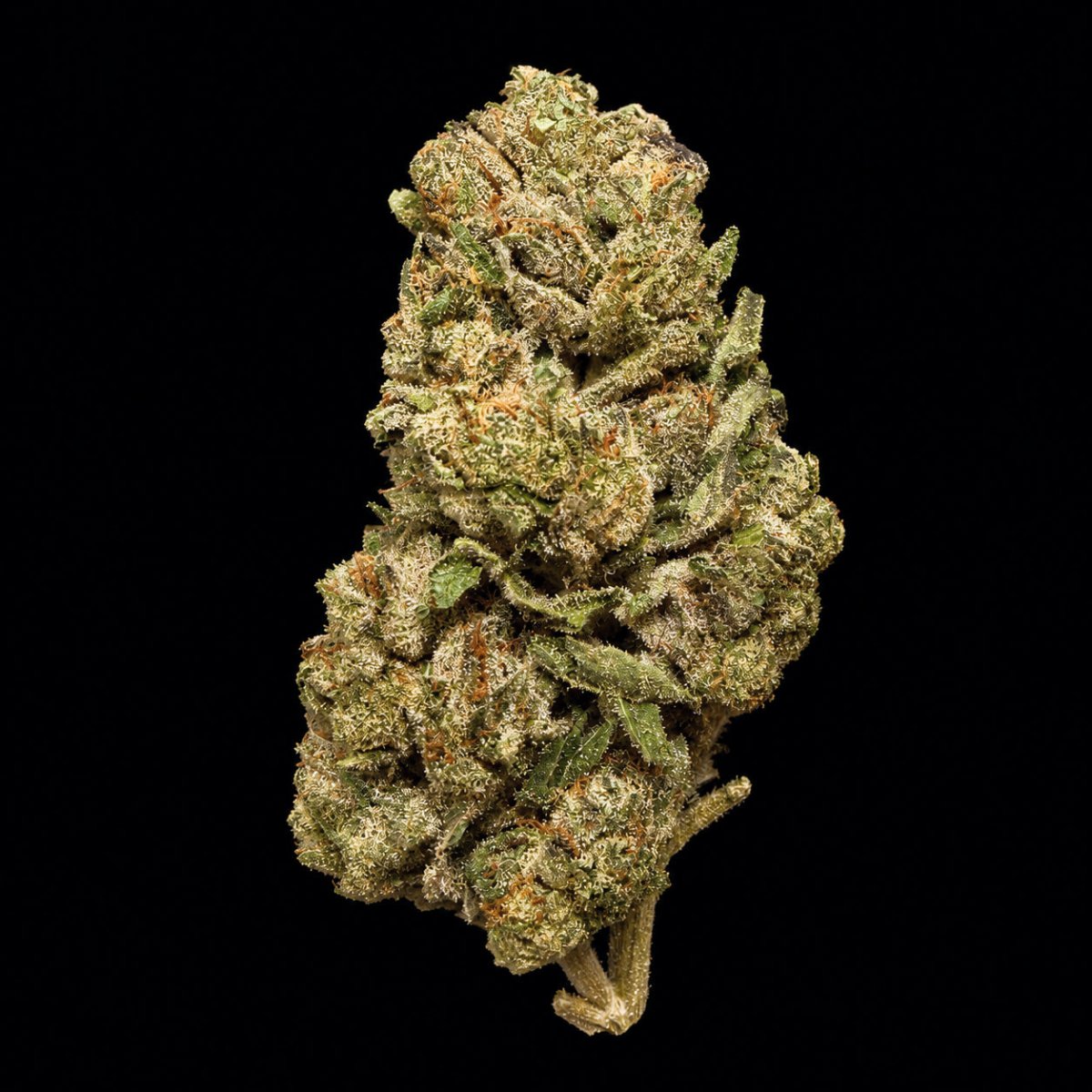 Double Runtz THCA Flower - Lost In Translation