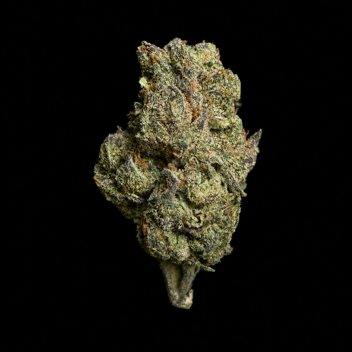 Oakland Runtz THCA Flower - Lost In Translation
