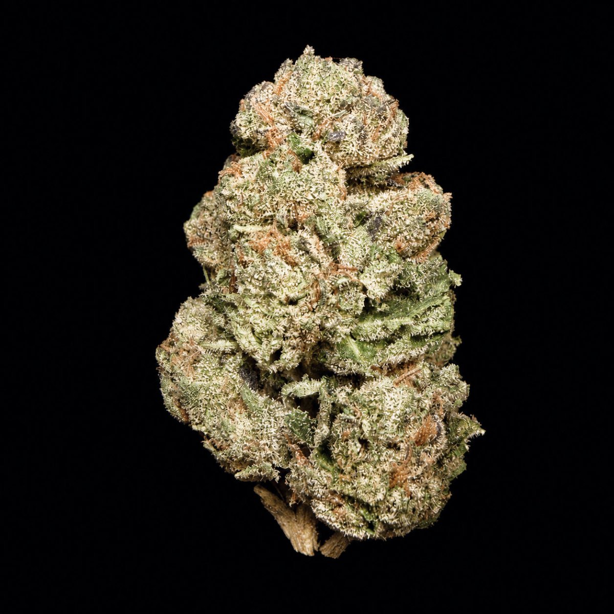 Sharpiez THCA Flower - Lost In Translation
