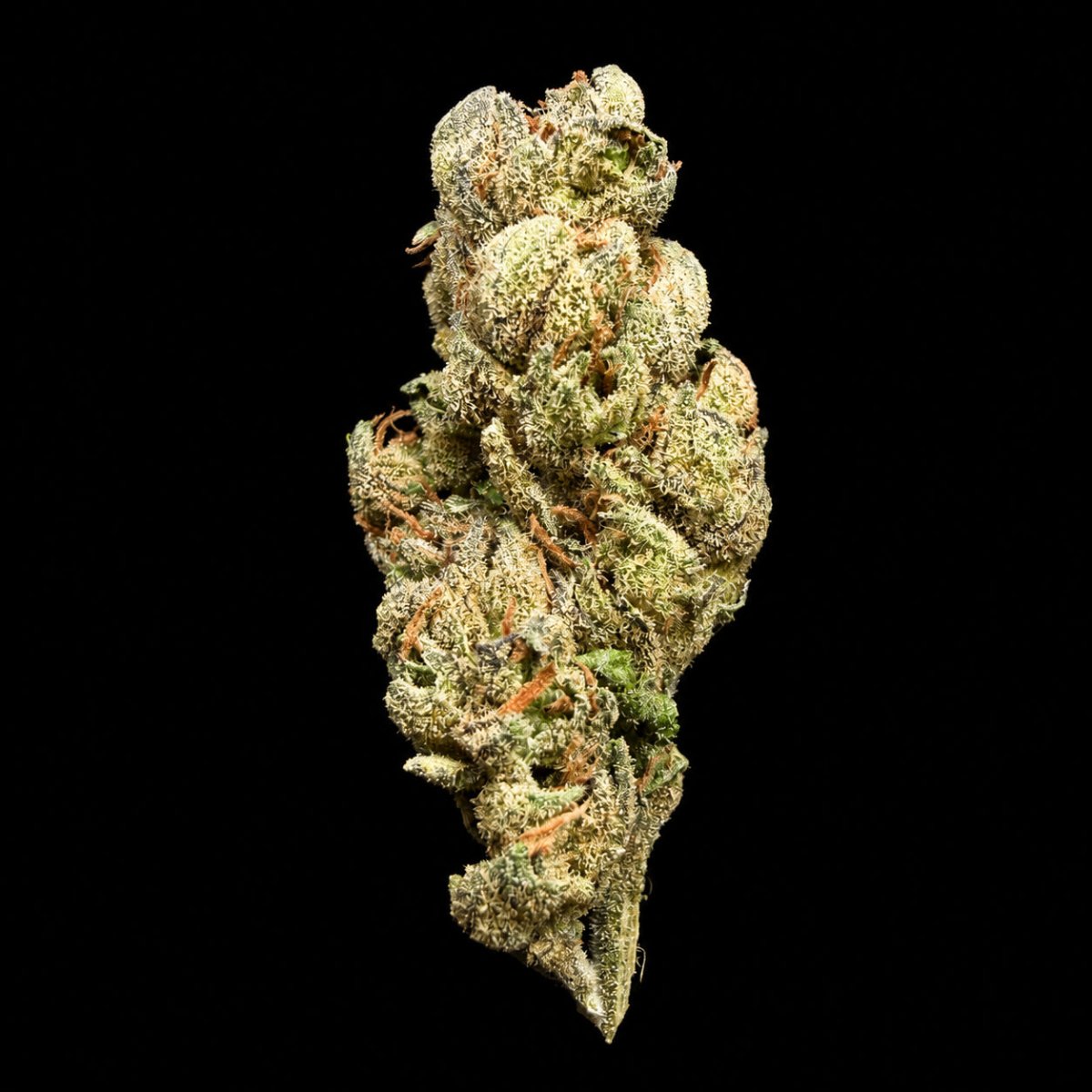 Gelato 33 THCA Flower - Lost In Translation