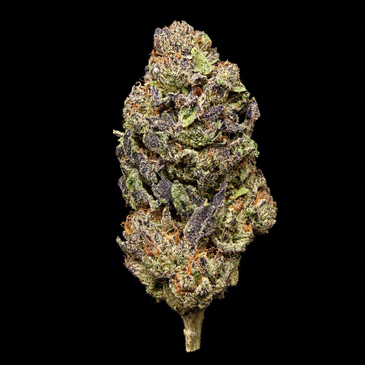 Jealousy THCA Flower - Lost In Translation
