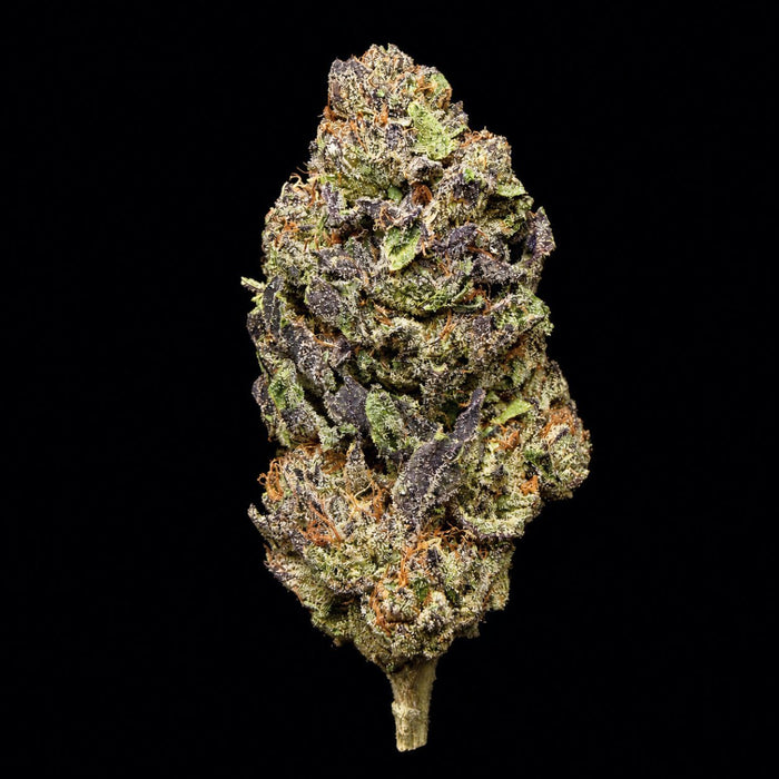 Jealousy THCA Flower - Lost In Translation