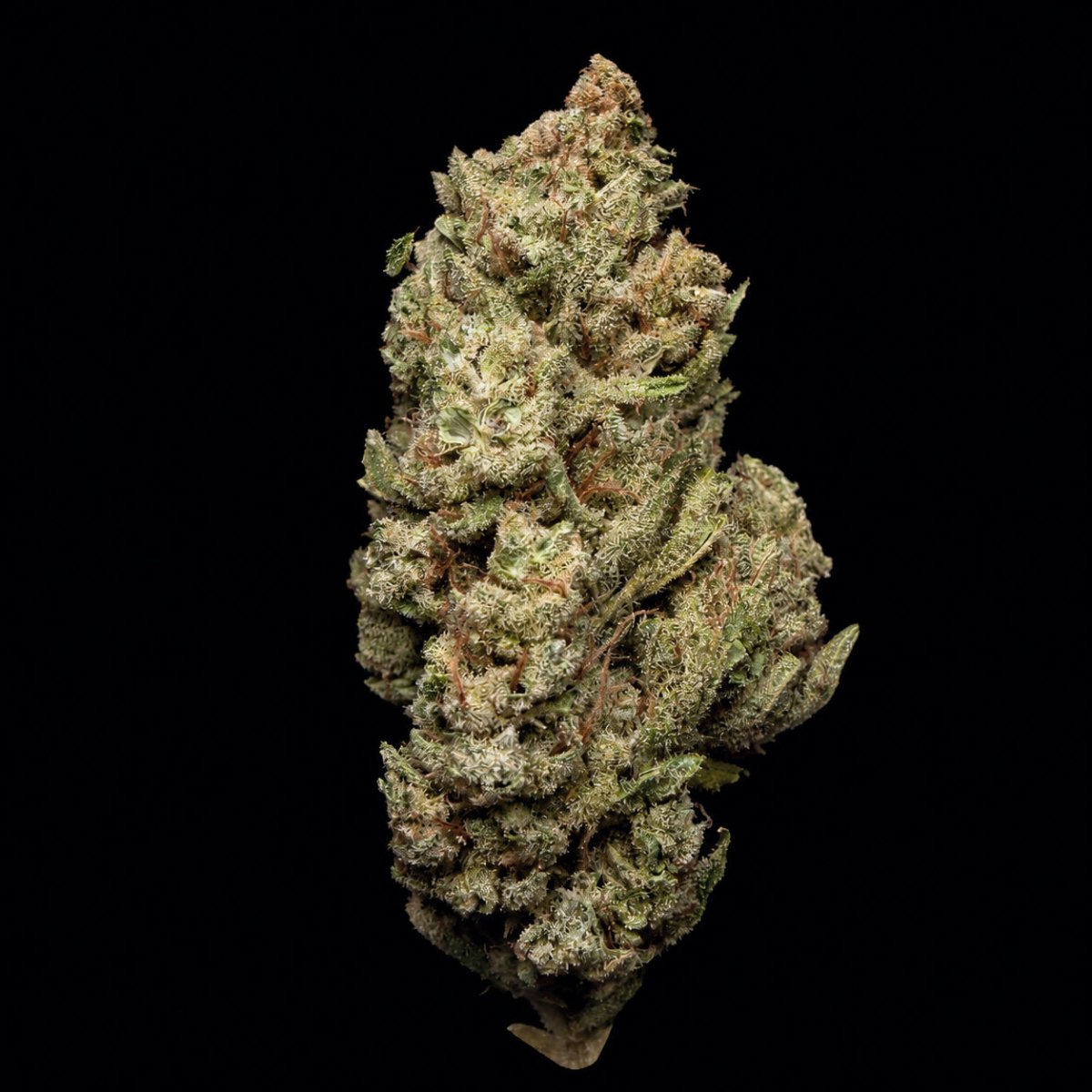 Blue Andies THCA Flower - Lost In Translation