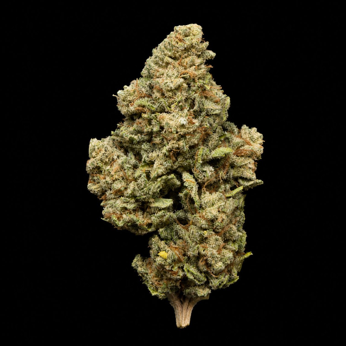 Blue Zushi THCA Flower - Lost In Translation