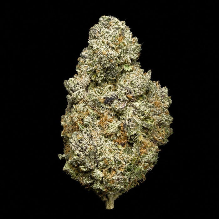 Candy Cream THCA Flower - Lost In Translation