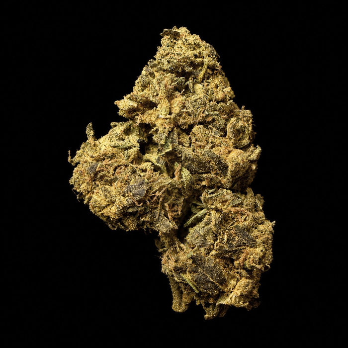 Snowman THCA Flower - Lost In Translation