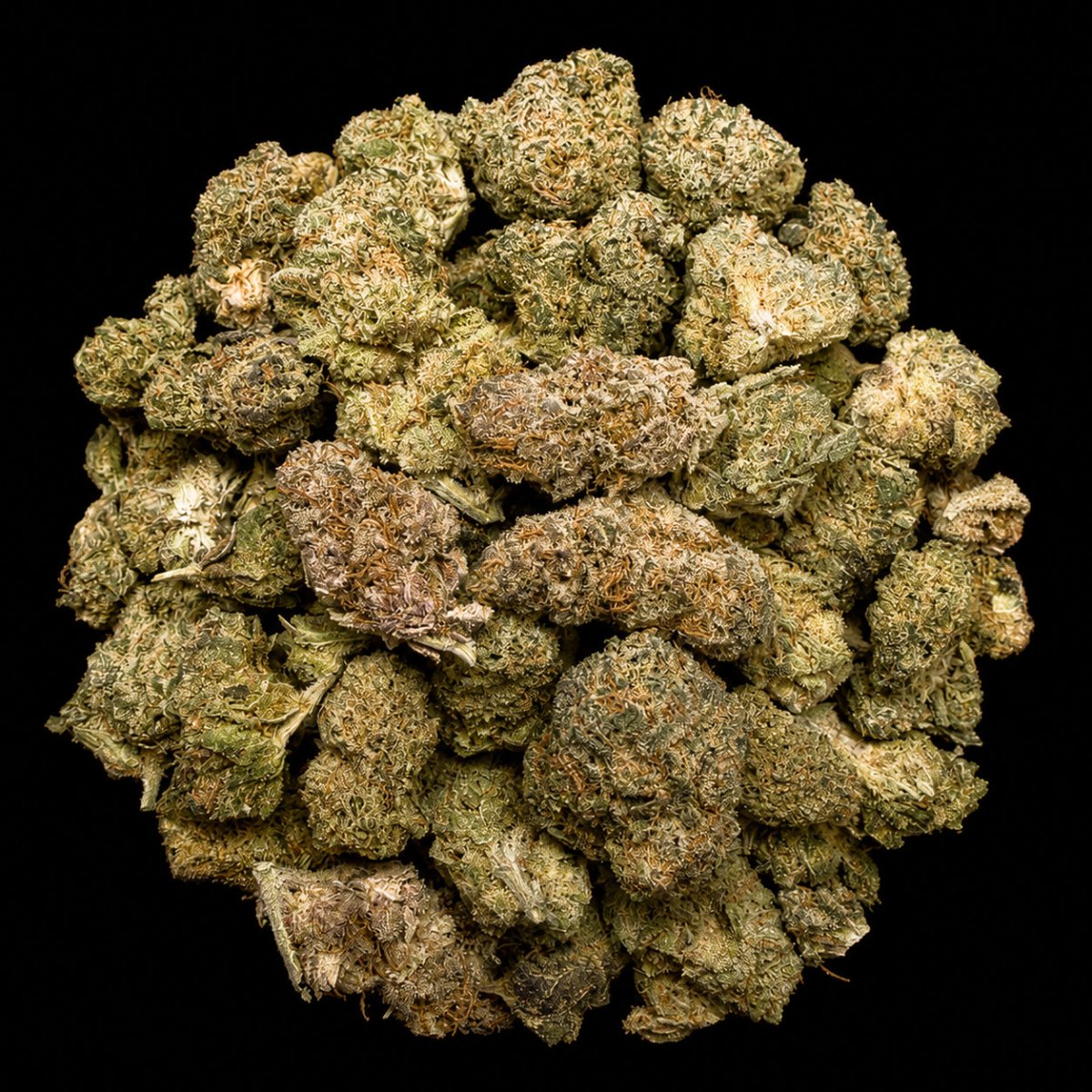 Gush Mintz THCA Flower - Lost In Translation