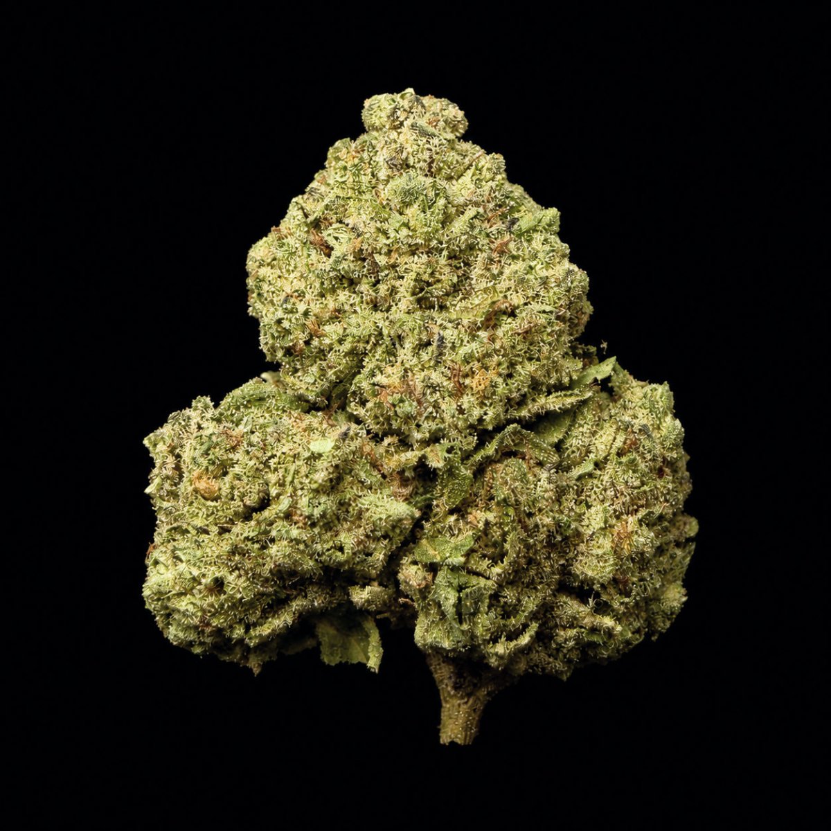 Potty Mouth THCA Flower - Lost In Translation