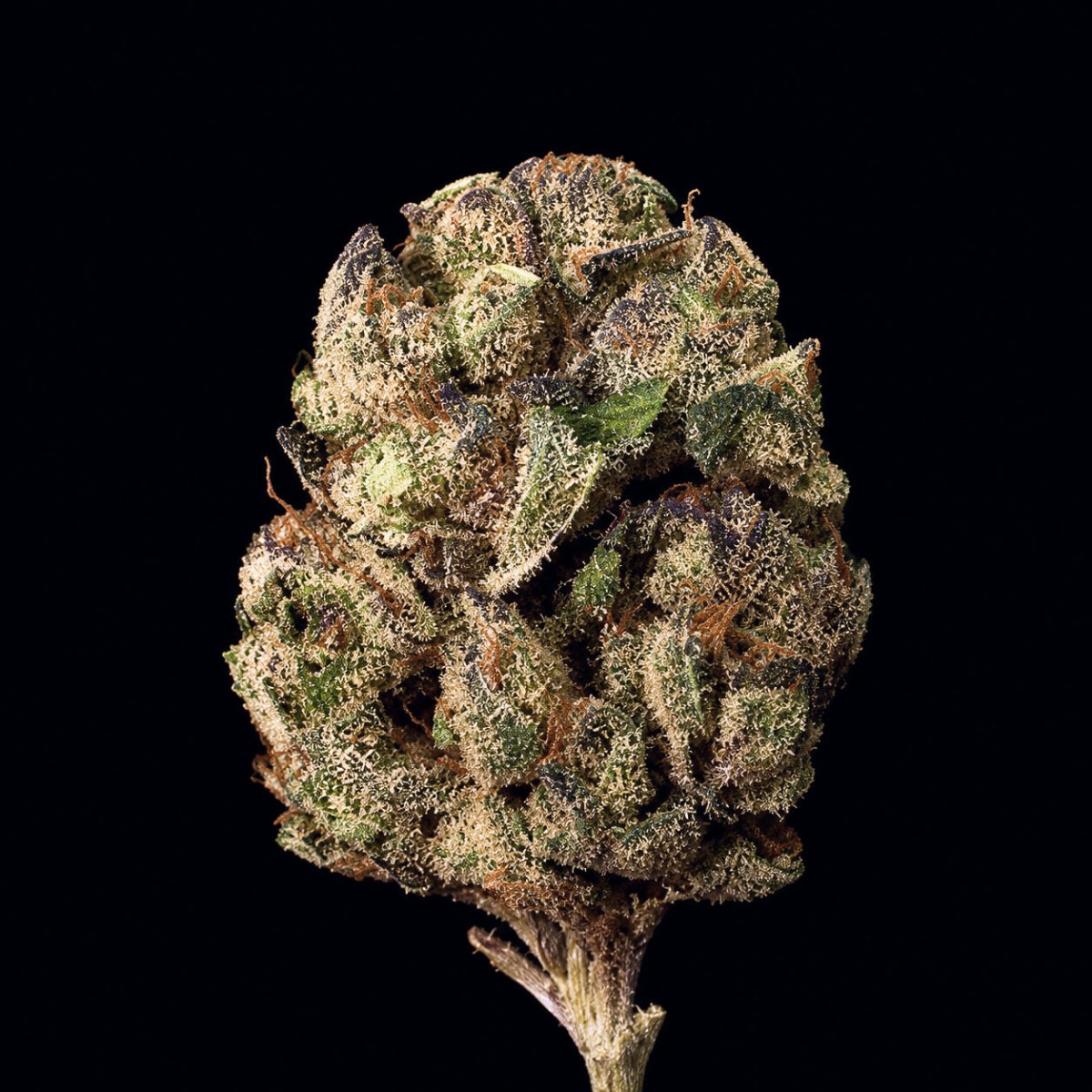 Blue Andies THCA Flower - Lost In Translation