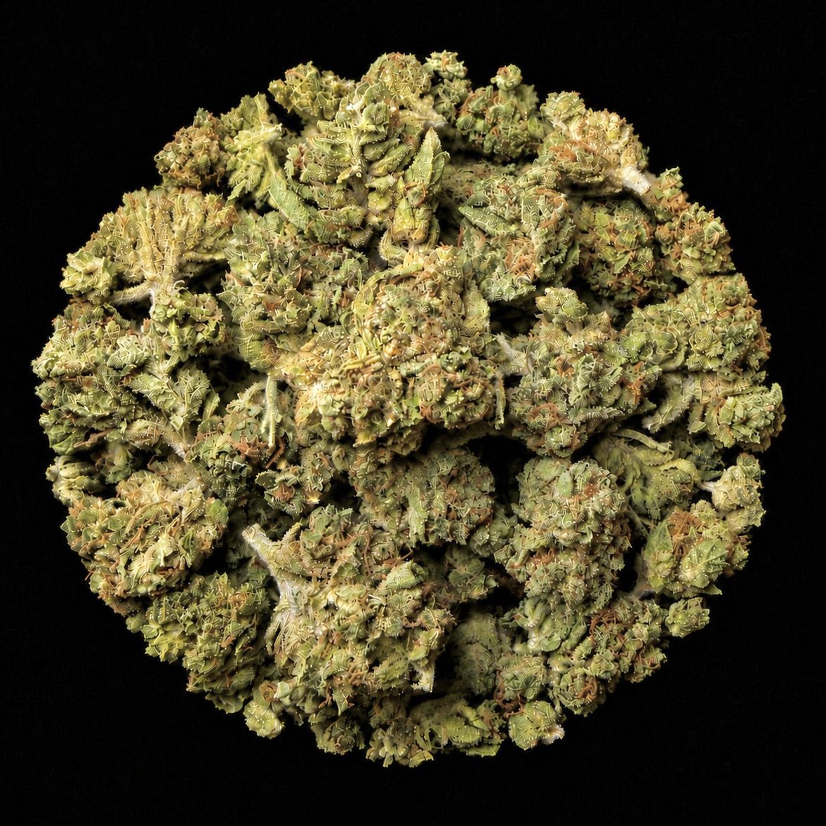 Gorilla Glue THCA Flower - Lost In Translation