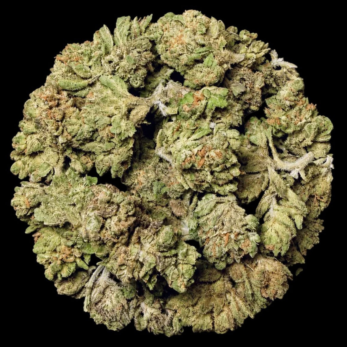 Blackberry Kush THCA Flower - Lost In Translation