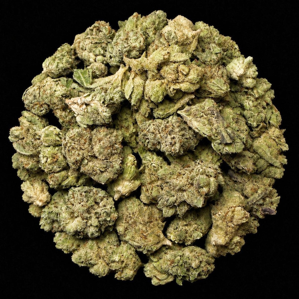 Jealousy THCA Flower - Lost In Translation